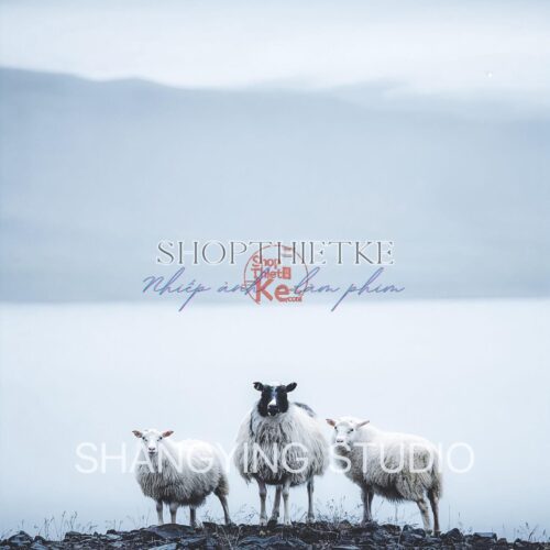 20 Bộ Lọc Màu Cinematic Faded – Preset Lightroom & LUT Cho Ảnh Phong Cảnh, Phim (XMP/DNG/CUBE)