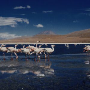 TheBrim® SUCOMO™ SPK – Bộ 25 LUT Mô Phỏng In Ấn Phim Thương Mại (Supplementary Print Kit) (CUBE) 38 shopthietke com 03044941934