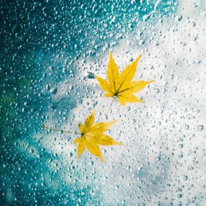 09 Preset Tự Nhiên Matte Nhật Bản | Nhẹ Nhàng – Trong Trẻo – Nghệ Thuật (XMP/DNG/CUBE) 21 shopthietke com Shopthietke.com 208