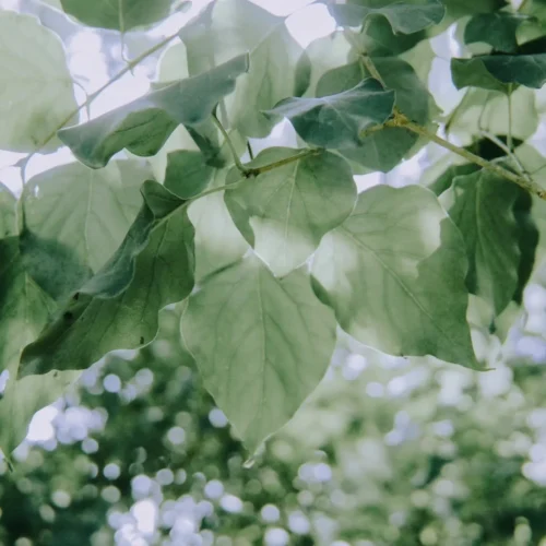 Bộ LUT & Preset HNCS – Đông Kiện Edition | 38+ Tone Màu Đỉnh Cao – Độc Quyền Phân Phối | Full XMP – DNG – CUBE