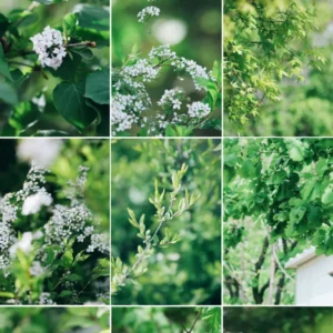 Bộ LUT Mùa Hè Cao Cấp – 8 Tone Màu Cực Đẹp Từ NAG Đông Kiện (CUBE) 15 shopthietke com Shopthietke.com 50