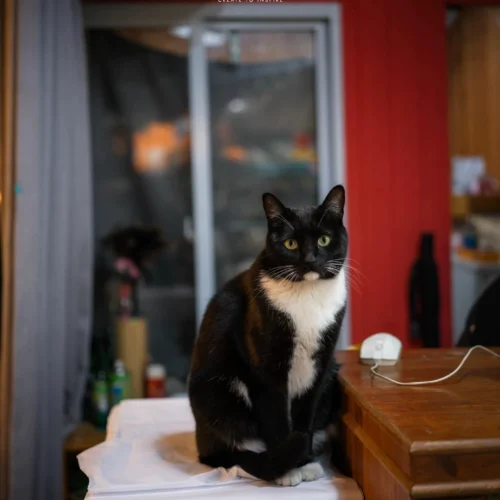 56 Preset Lightroom Hasselblad Blue × Kodak Gold – Tông Xanh Vàng Cao Cấp, Đậm Chất Điện Ảnh (XMP) 14 shopthietke com Shopthietke.com 82