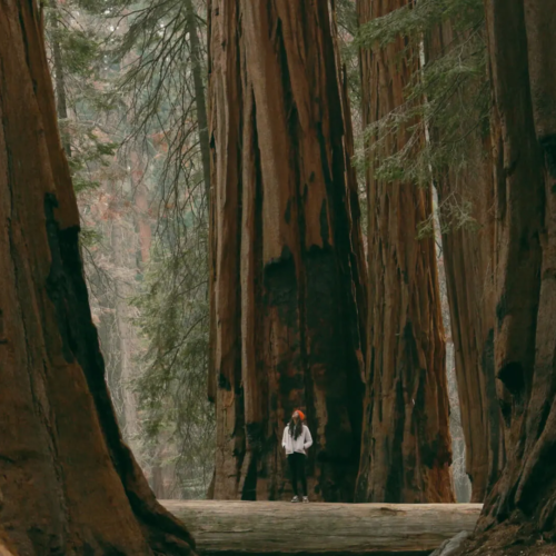 Lifesessions – Cinema Life LUTs | Bộ 6 LUT Điện Ảnh Cao Cấp Chuyển LOG Sang Màu Phim Chuẩn Cinematic (CUBE)