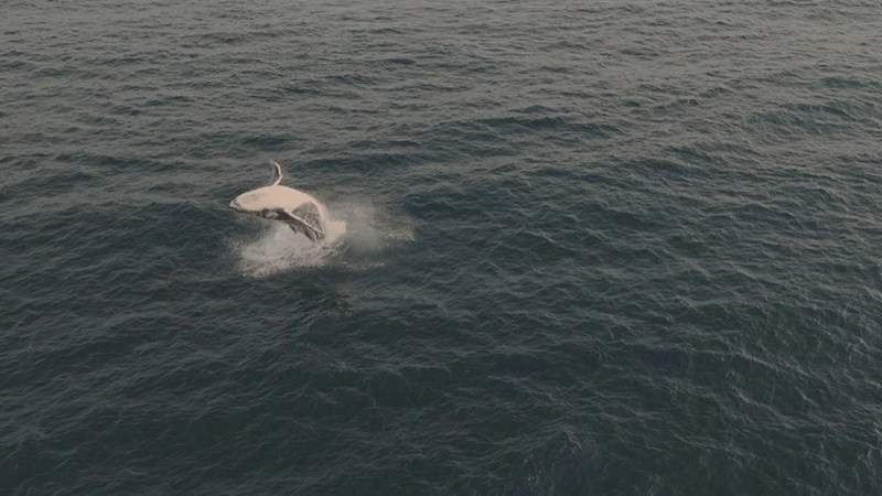 shopthietke com Shopthietke.com 236