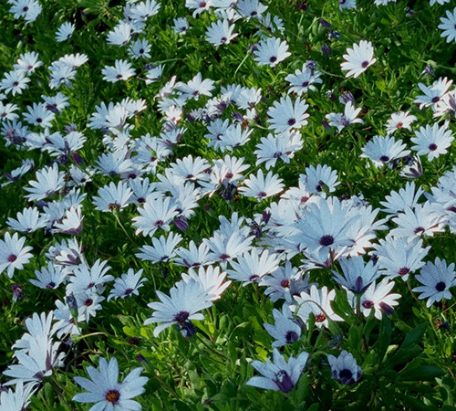 Bộ LUT Video Dành Cho iPhone – Lên Màu Điện Ảnh Chỉ Sau 1 Click (CUBE)