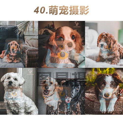shopthietke com 合集040 萌宠摄影