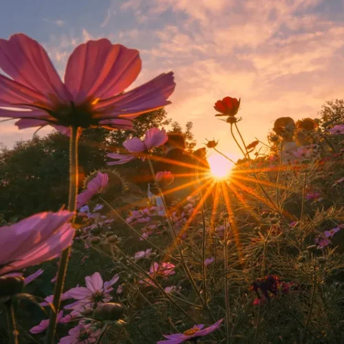 shopthietke com 1 格桑花调色 web