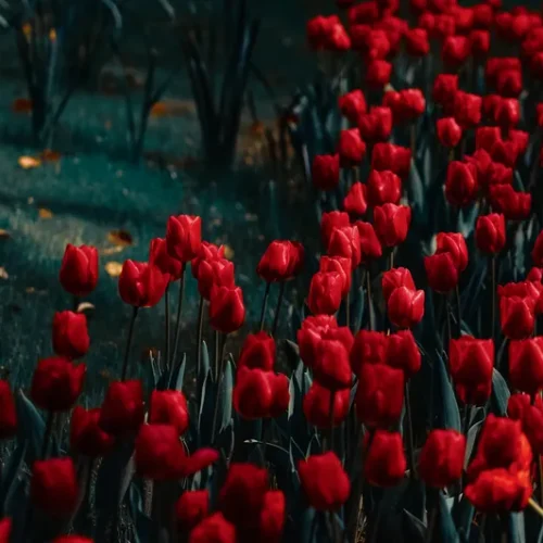 shopthietke com 10 郁金香调色 web