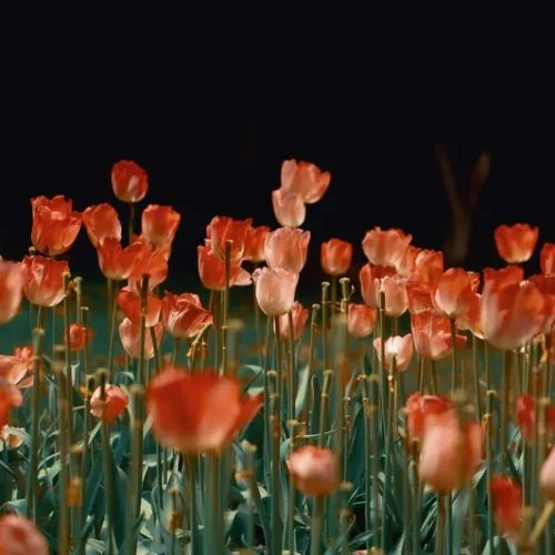 shopthietke com 11 郁金香调色 web