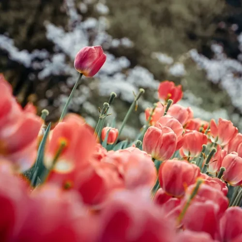 shopthietke com 12 郁金香调色 web