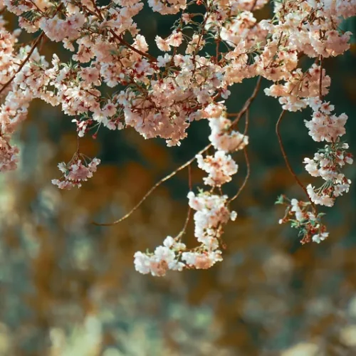 shopthietke com 15 墨绿樱花调色 web