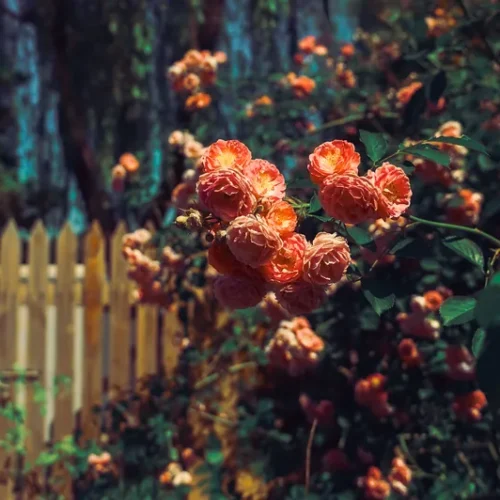 shopthietke com 18 复古蔷薇调色II web