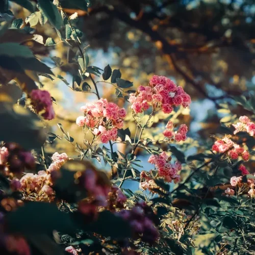 shopthietke com 19蔷薇调色III web