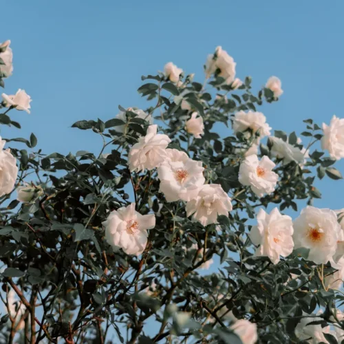 shopthietke com 2 LMX 白色月季花通透 R 调色 web