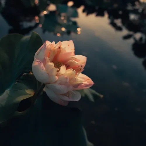 shopthietke com 2 荷花调色 web