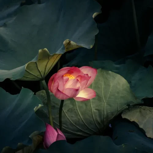 shopthietke com 20暗调荷花调色 web