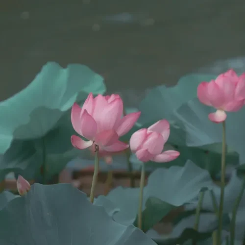 shopthietke com 21淡雅荷花调色 web