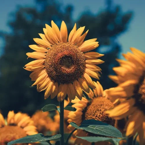 shopthietke com 22向日葵调色 web