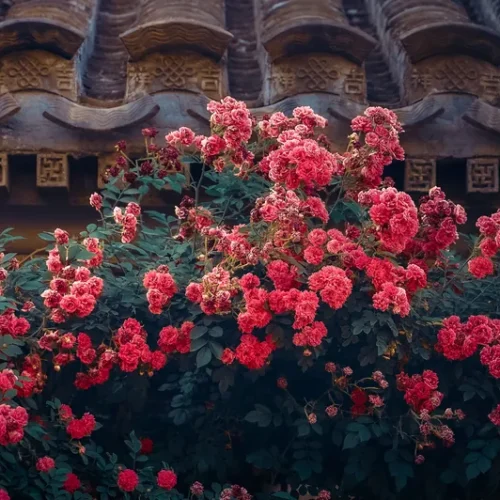 shopthietke com 23蔷薇花调色 web