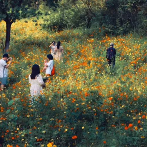 shopthietke com 25莫奈花园4调色 web