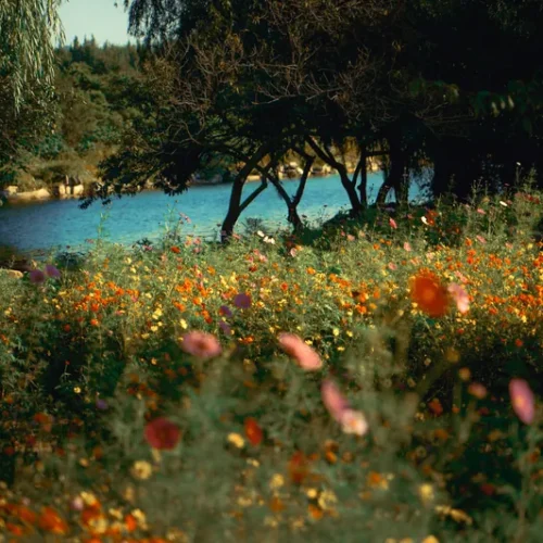 shopthietke com 29圆明园秋日花海调色II web