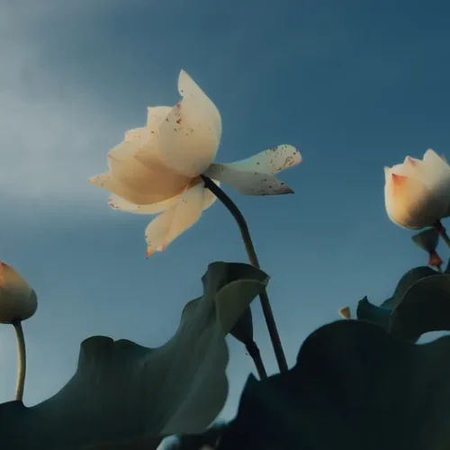 shopthietke com 3 荷花调色 web