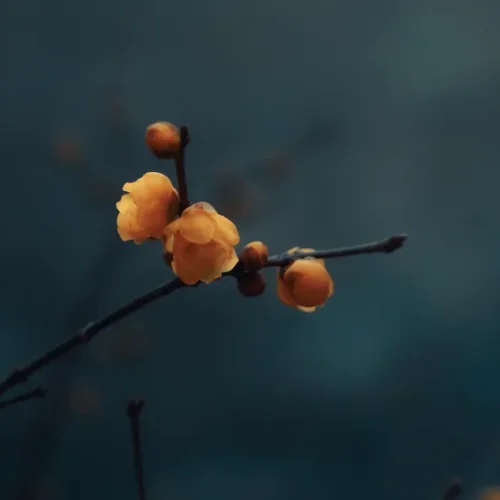 shopthietke com 32 腊梅II调色 web