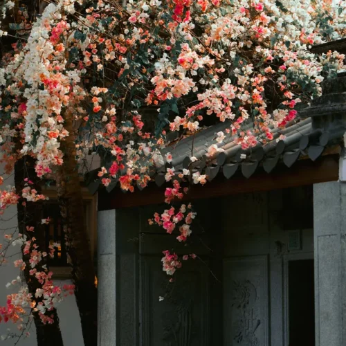 shopthietke com 33 三角梅调色 web