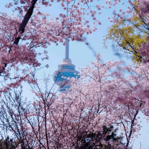 shopthietke com 34玉渊潭樱花 调色 web