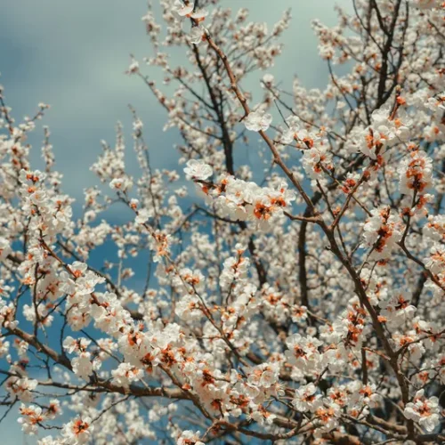 shopthietke com 35桃花I调色 web