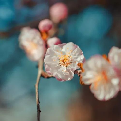 shopthietke com 36桃花II调色 web