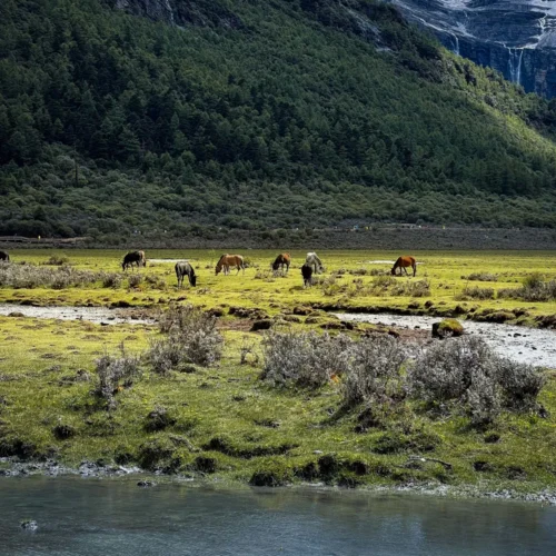 shopthietke com 39绿色草原调色III web