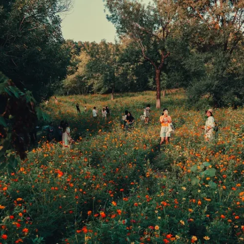 shopthietke com 4 莫奈花园调色 2 web