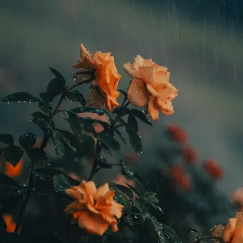 shopthietke com 4 莫奈花园调色 web