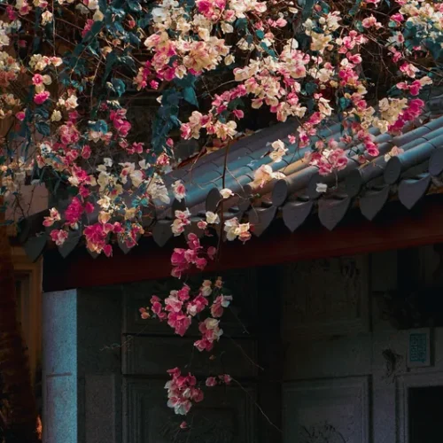 shopthietke com 5 三角梅调色 web