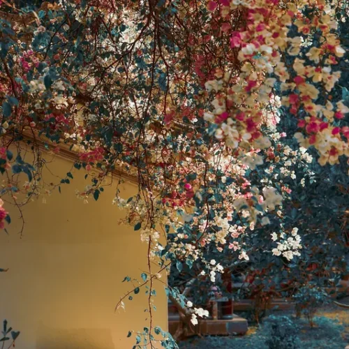 shopthietke com 6 三角梅调色 web