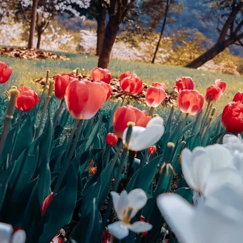 shopthietke com 9 郁金香调色 web