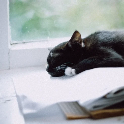 Fuji Film Simulation Presets 2026 – Bộ 6 Tone Giả Lập Màu Film Chuẩn Phong Cách Nhật (XMP/DNG) 10 shopthietke com Shopthietke.com 285