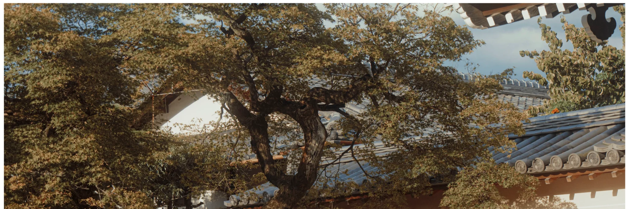 shopthietke com Shopthietke.com 336 scaled