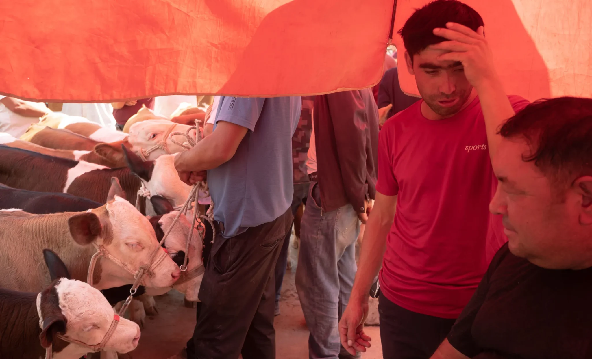 shopthietke com Shopthietke.com 102 scaled