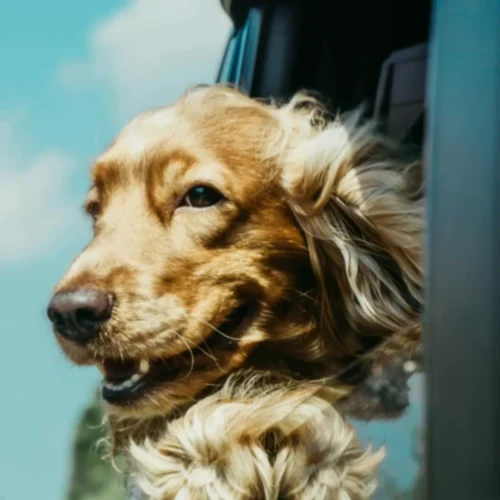 Preset Film Aesthetic 2025 – Bộ 52 Preset Film Nhật Bản Phong Cách App Fimo Mới Nhất (XMP) 23 shopthietke com Shopthietke.com 213