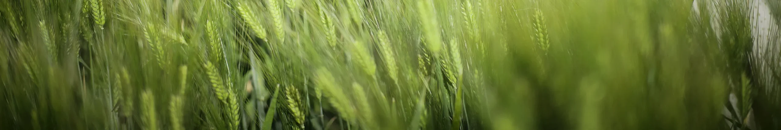 shopthietke com Shopthietke.com 325 scaled