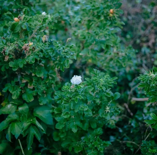 shopthietke com fuji 400h demo 01