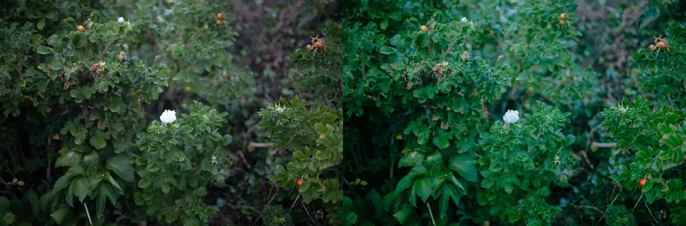 shopthietke com fuji 400h hero4 before.webp fuji 400h hero4 2 web collage