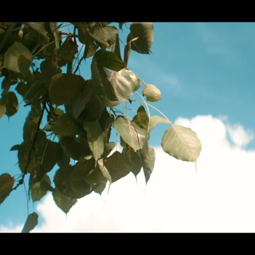 16 Màu Cinematic & Film Series | Bảng Tra Cứu Màu Sắc Real-time LUTs Chuyên Nghiệp Cho Video (CUBE) 25 shopthietke com Shopthietke.com 155