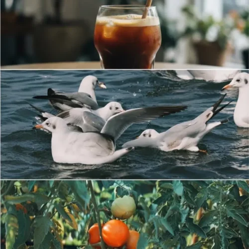 Bộ LUT STK Lấy Cảm Hứng Màu Phim Cổ Điển Fuji – Fujifilm CN & ASTIA Remixed: Mang Màu Sắc Fujifilm Độc Bản Lên iPhone & Camera Chuyên Dụng (CUBE)